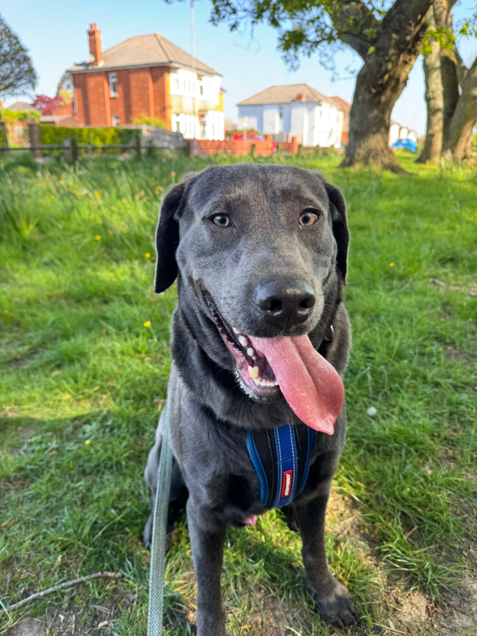 Harvey