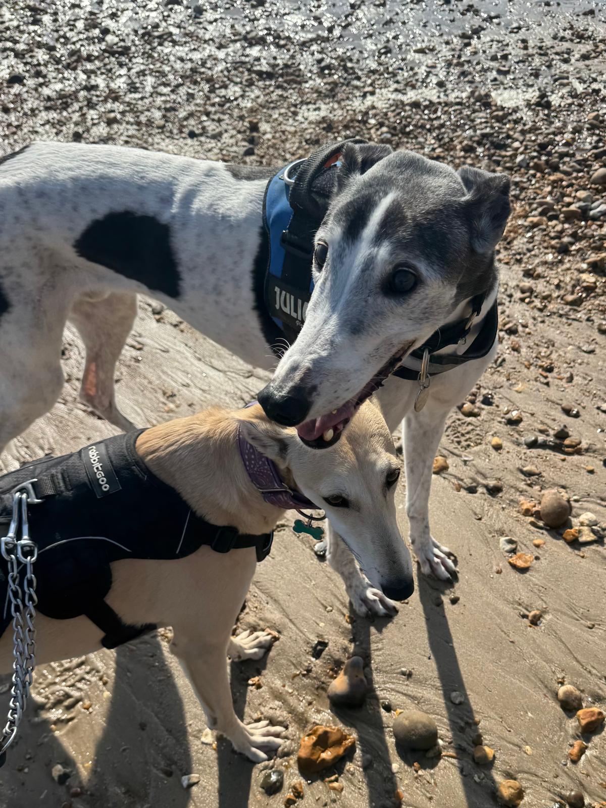 Willow & Billy