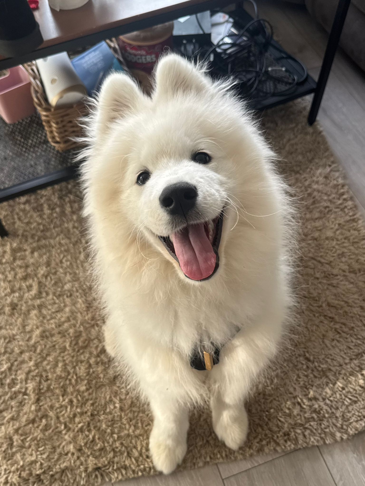 Zeus